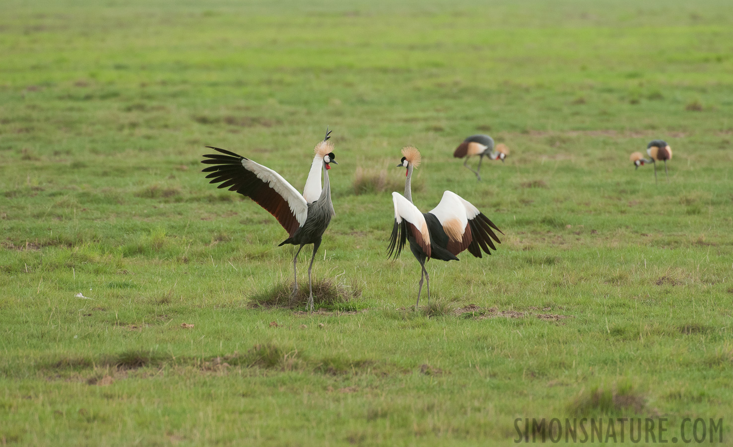 Balearica regulorum gibbericeps [550 mm, 1/320 sec at f / 8.0, ISO 1600]